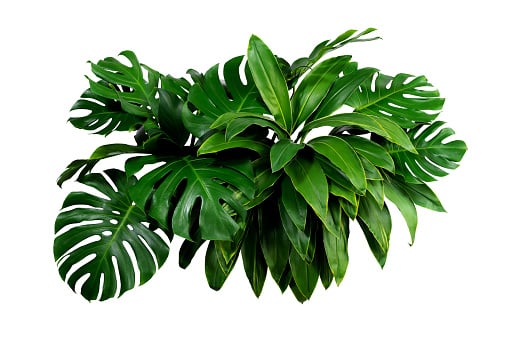 Greenplant